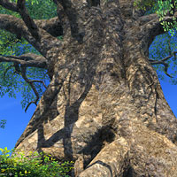 センナの大樹 イメージ